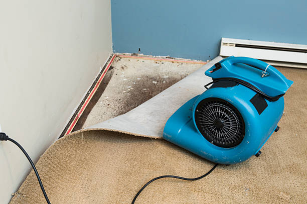 Best Mold removal after water damage  in Pine Valley, CA